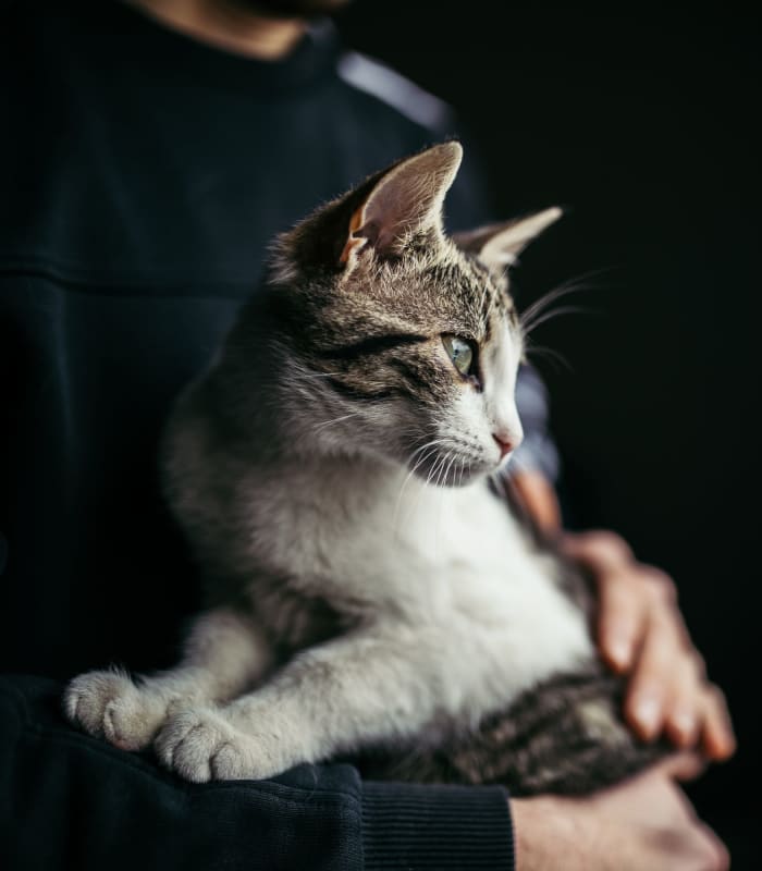 Cat getting pet at home at Chisholm Pointe in Oklahoma City, Oklahoma