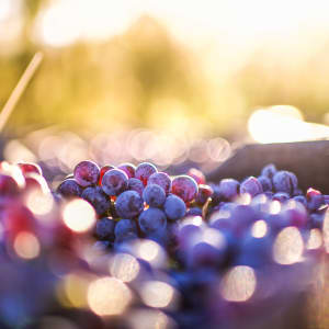 Wine country near The Link in Glendale, California