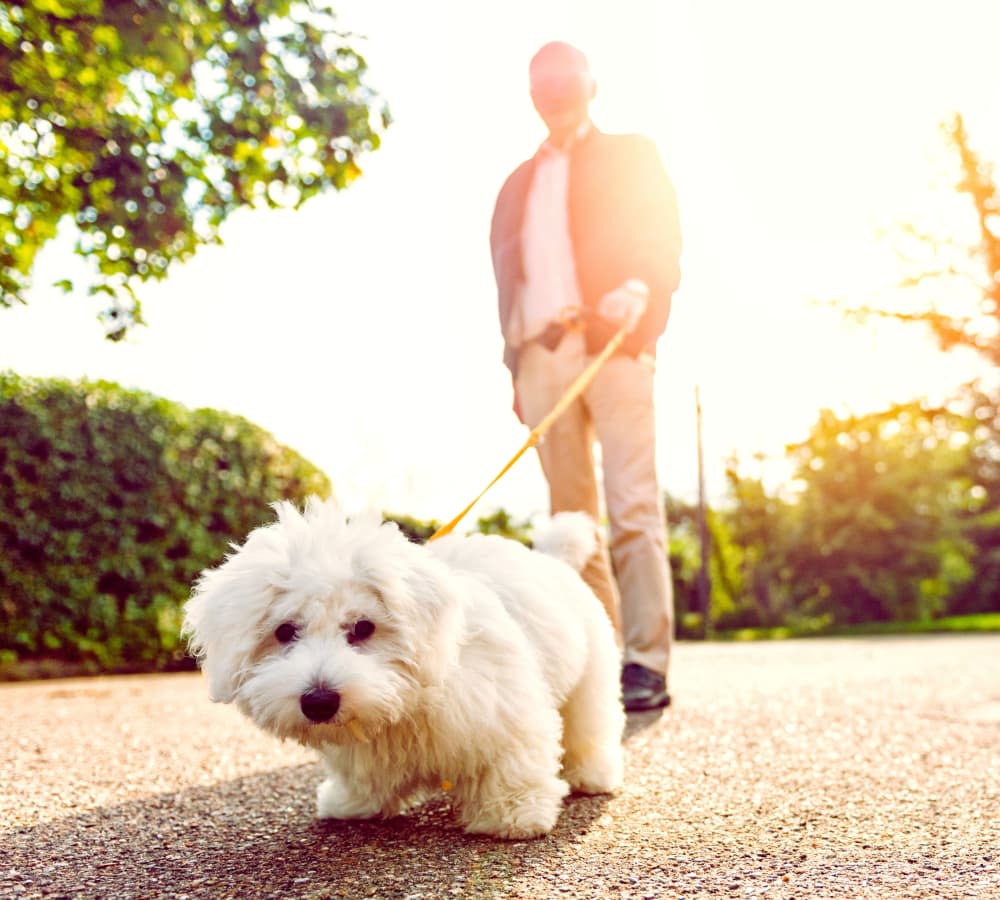Senior with dog at Mountlake Terrace Plaza in Mountlake Terrace, Washington
