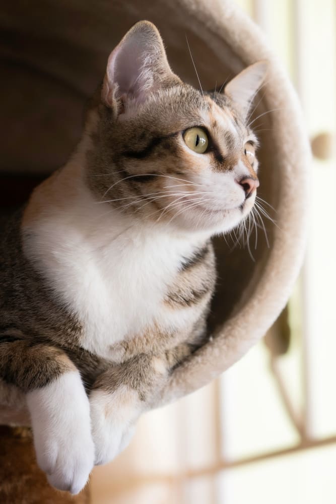 Resident cat at BluWater Apartments in Jacksonville Beach, Florida