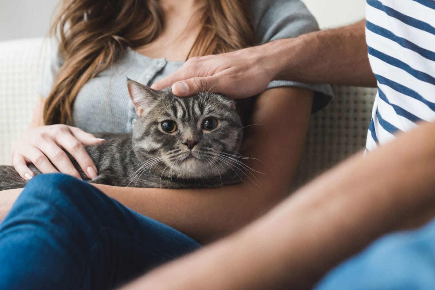 Happy kitty cuddling their owners at The Jasper in Augusta, Georgia