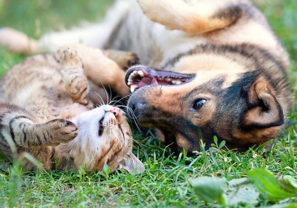 Pet-friendly community welcoming furry pups and cat family members at Deer Meadow Village in Columbia, South Carolina