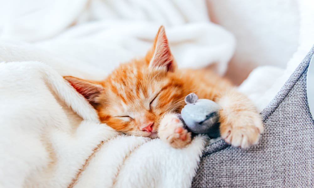 Cute cat taking a nap at Bayshore Apartments in East Haven, Connecticut