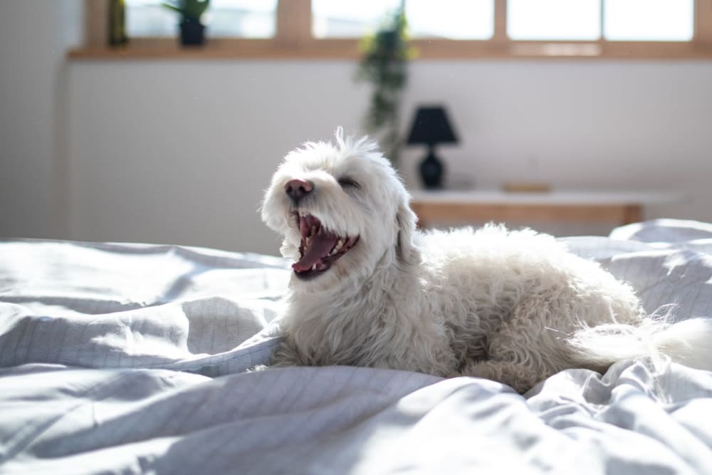 Our pet-friendly community welcomes both dogs and cats at Salt River Flats in Phoenix, Arizona