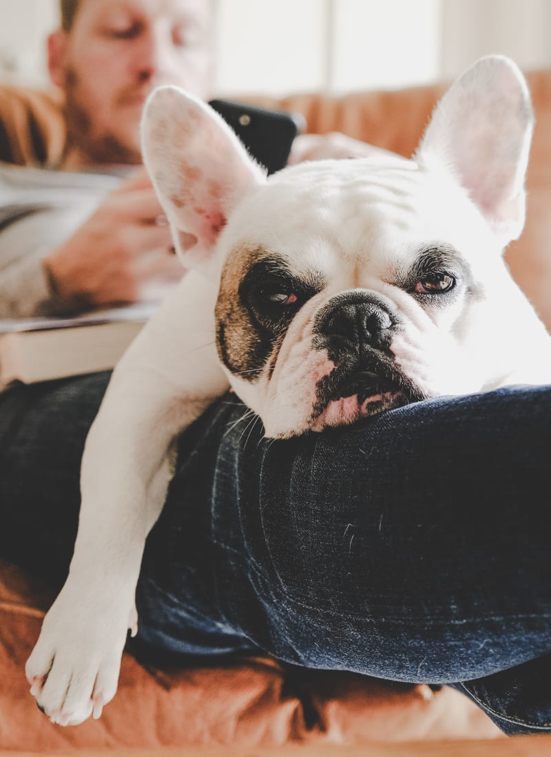 Pet fees at Marquis at Carmel Commons in Charlotte, North Carolina