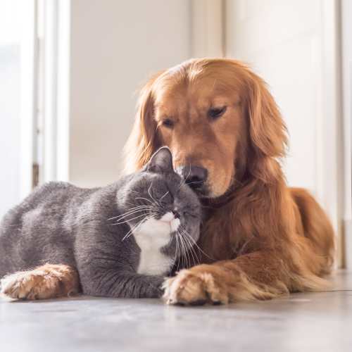 Happy dog and cat cuddling each other at Olympus at Arroyo Verde in Tucson, Arizona