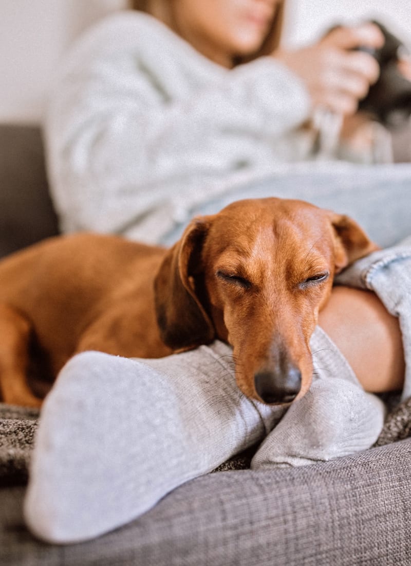 View our pet policy at Marquis at Kingwood in Kingwood, Texas