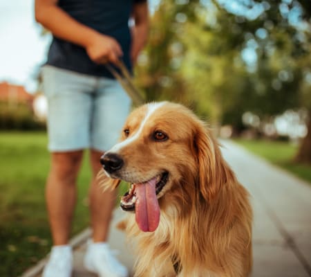 Dog on a walk near Avoca Dublin Station in Dublin, California