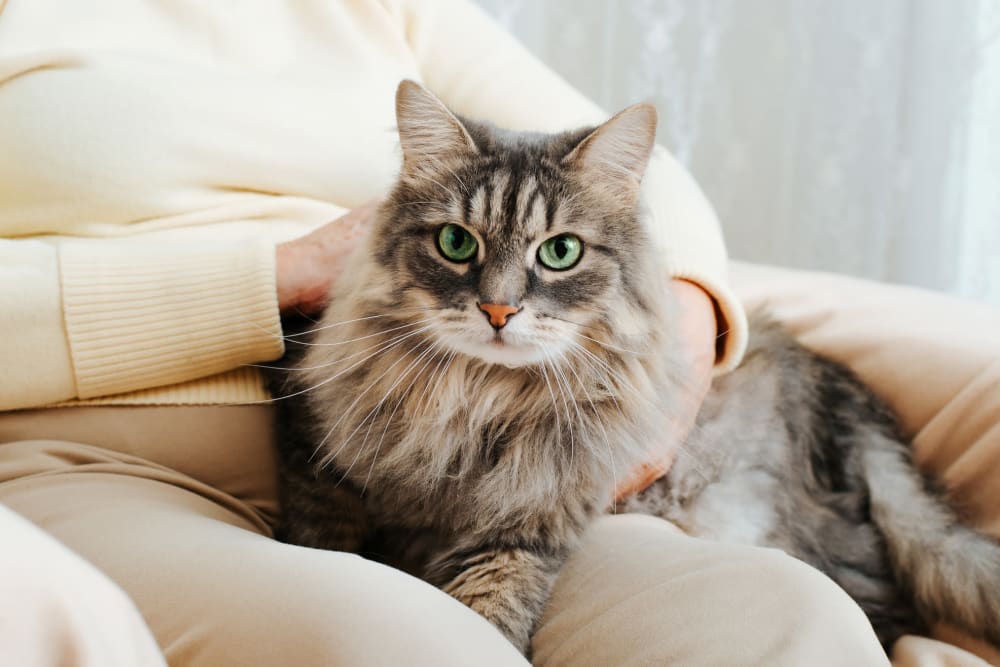 Cat relaxing at home at The Joyce in Durham, North Carolina