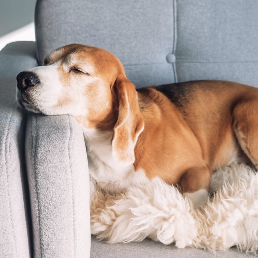 Dog laying on a couch at The Crest Apartments in El Paso, Texas