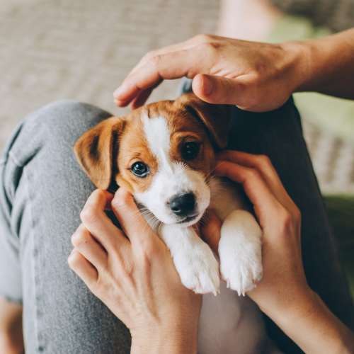 Adorable puppy being held at 207 East in Edgewood, Washington