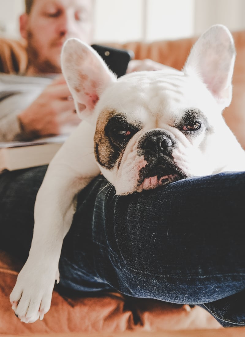 No pet weight limits at Marquis Grand Lakes in Richmond, Texas