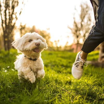 A dog and a resident running at South Mesa II in Oceanside, California