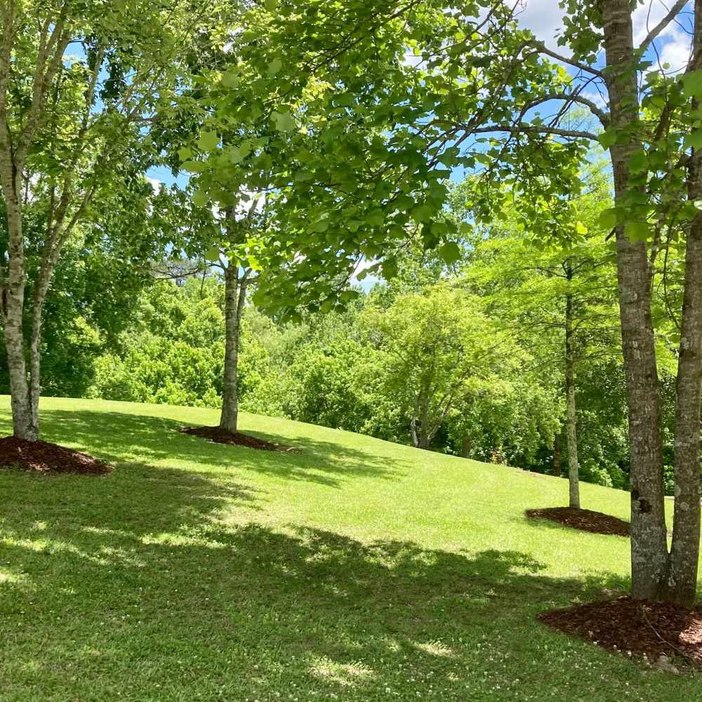 Mature trees at Cannongate Apartments in Vicksburg, Mississippi