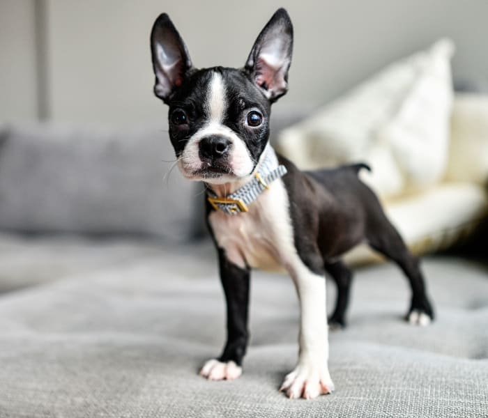 Puppy standing on a couch at Enclave at Woodland Lakes in Conroe, Texas