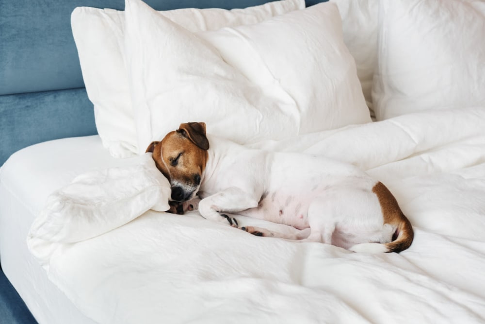 Dog napping in bed at Vital at Springbrook in Alcoa, Tennessee