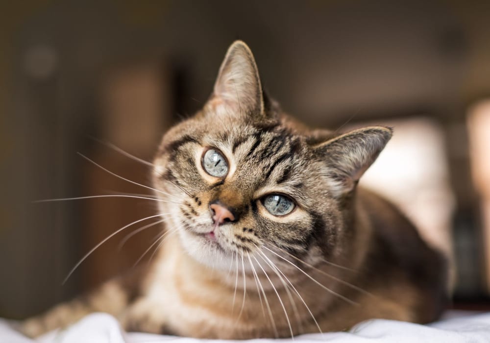 Cute kitty staring at Greymont Village in Asheville, North Carolina