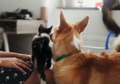 Two pets maximum per apartment at Water Marq in Austin, Texas