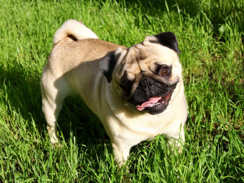 Happy pug at El Mar in North Redington Beach, Florida
