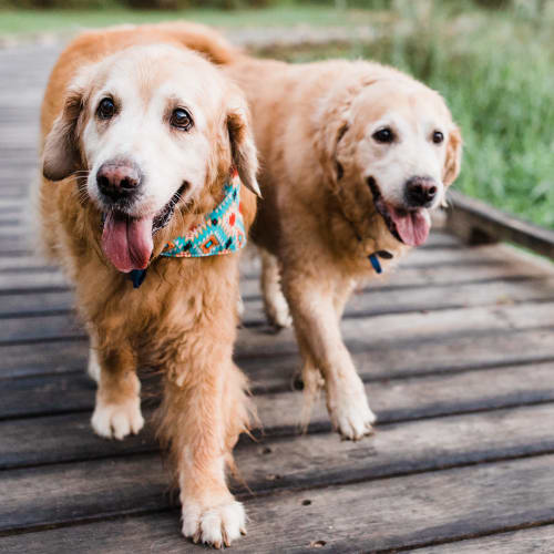 Happy golden retrievers walking near Vital at Springbrook in Alcoa, Tennessee