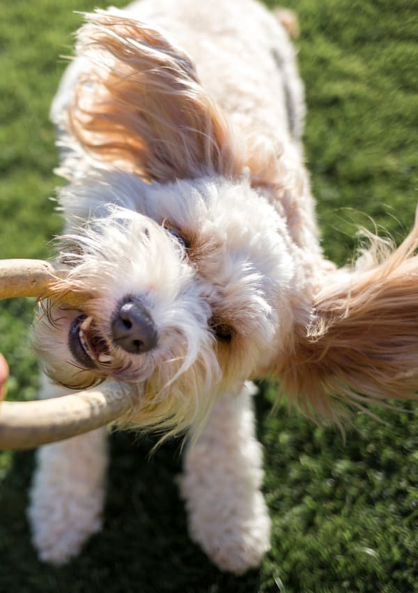 Pet-friendly apartments at The Ranch at Moorpark, Moorpark, California