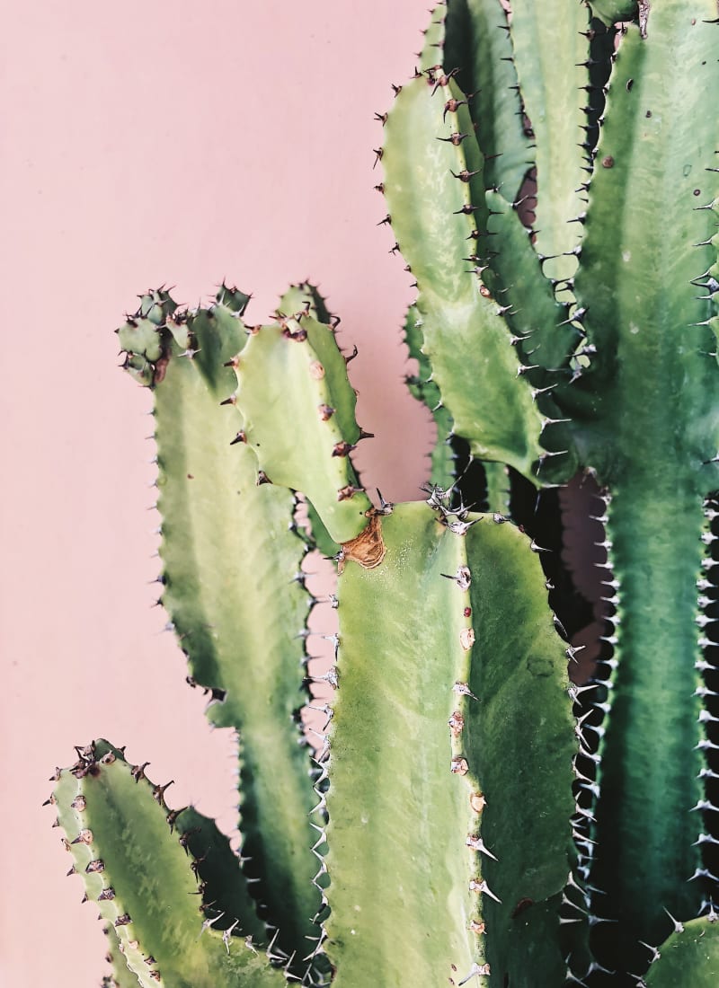 Cactus plant in front of pink wall at Alante at the Islands in Chandler, Arizona
