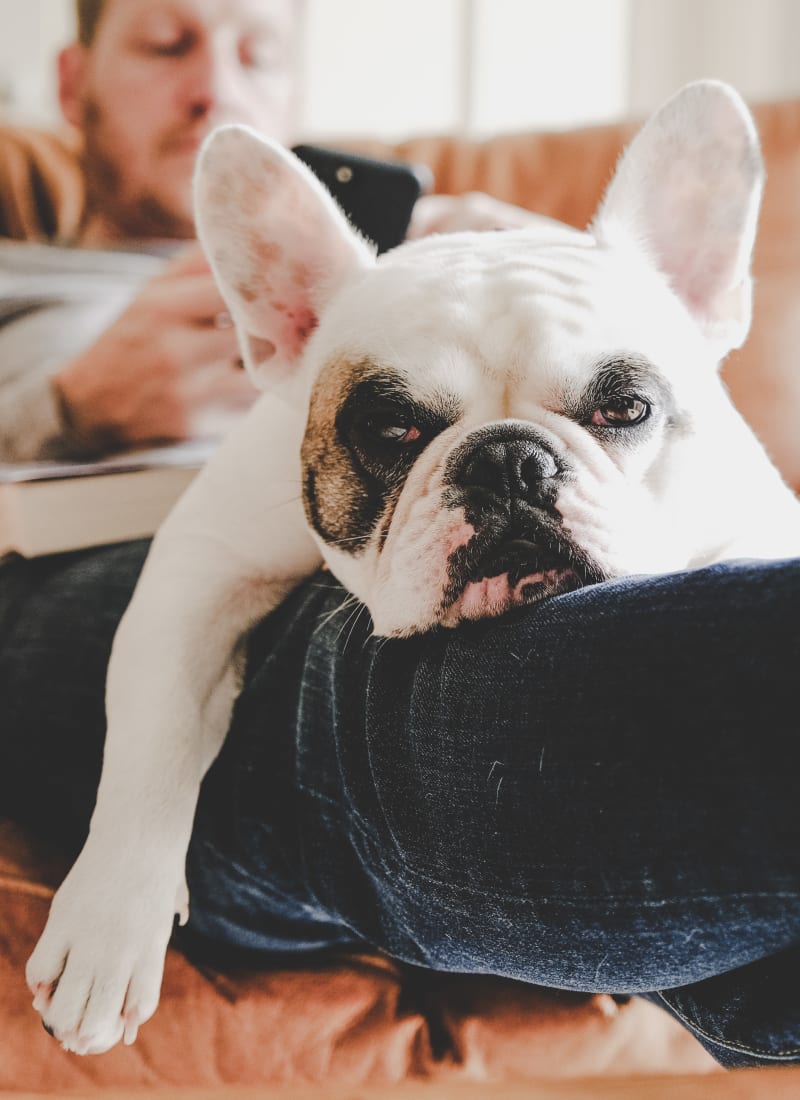 No pet weight limits at Marquis of Carmel Valley in Charlotte, North Carolina