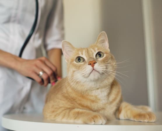 Cat getting an exam while boarding with us at Civic Feline Clinic in Walnut Creek, CA