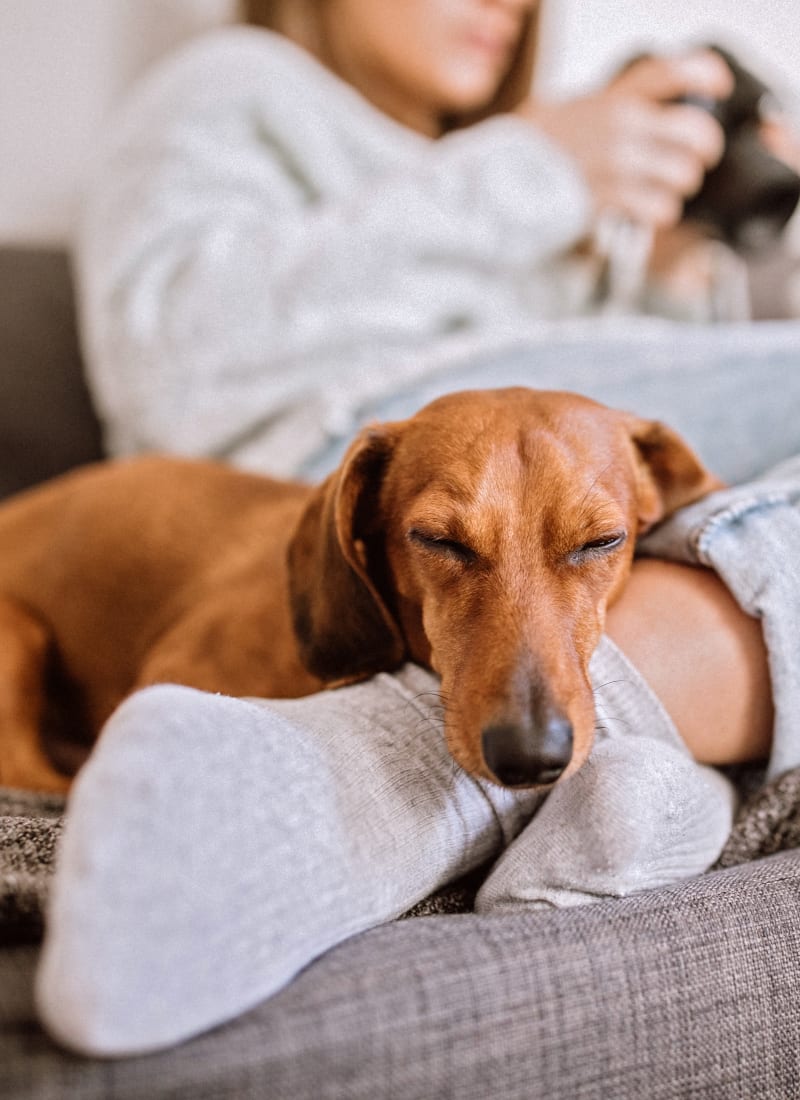View our pet policy at Marquis at Stonebriar in Frisco, Texas