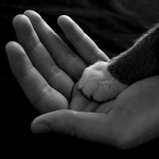 Paw in hand at Danvers Animal Hospital
