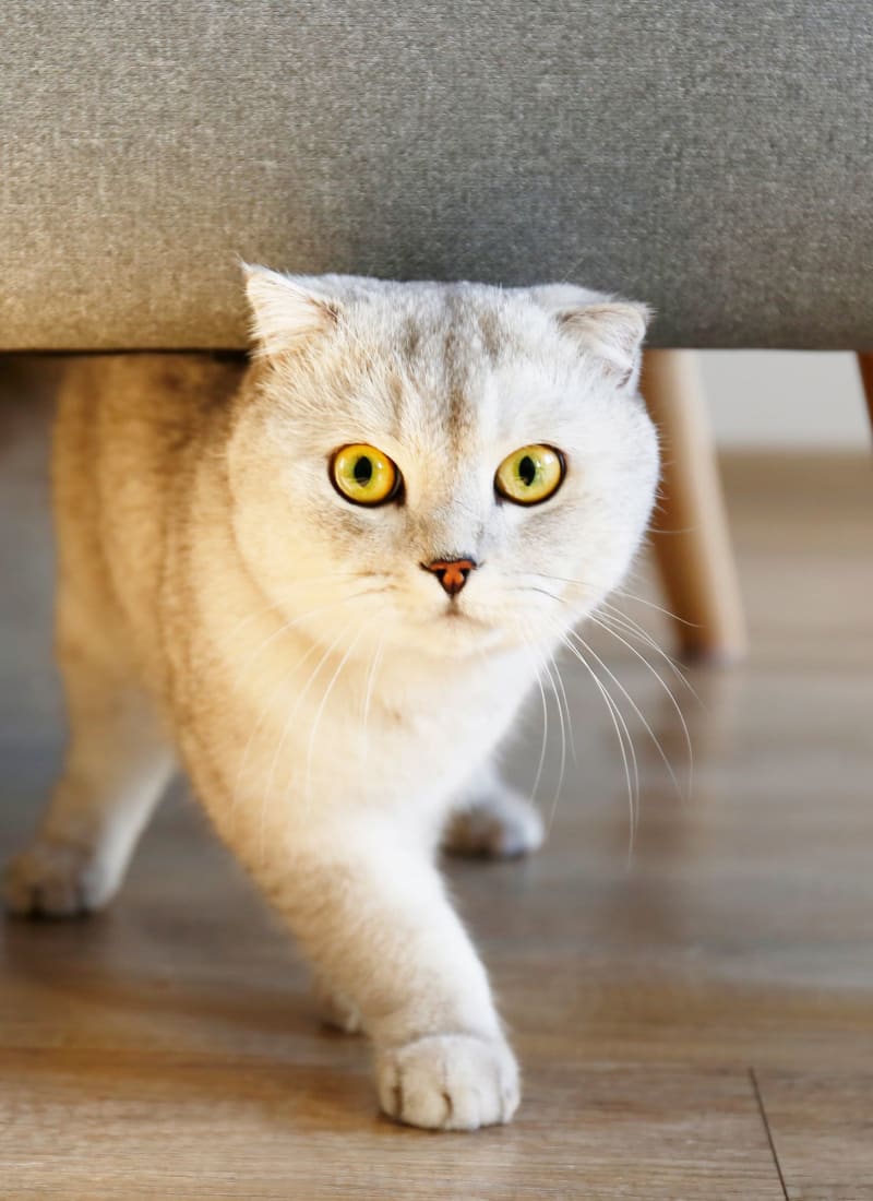 Two pets maximum per apartment at Marquis at Westchase in Houston, Texas