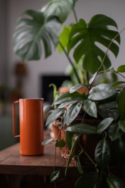 Lush plants at Queens Wedgewood-Houston in Nashville, Tennessee