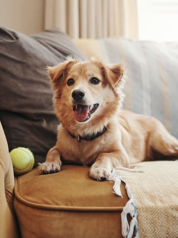 Resident's dog on couch at Apartments at Sanatoga Greene, Sanatoga, Pennsylvania