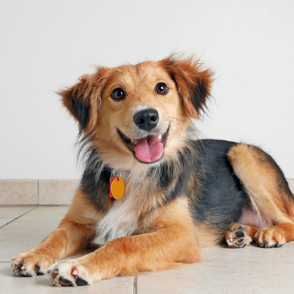 Puppy lying down in his new home at Rivertop Apartments in Nashville, Tennessee