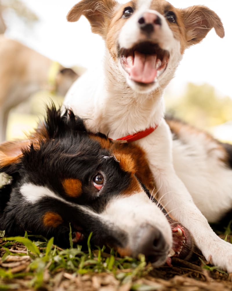 Dogs panting outside at Broadstone Villas in Folsom, California