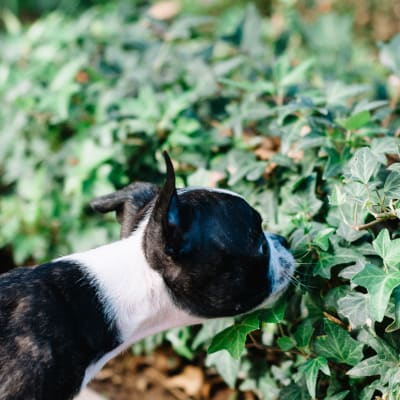 Resident pup stopping to smell some ivy at Waterstone Fremont in Fremont, California