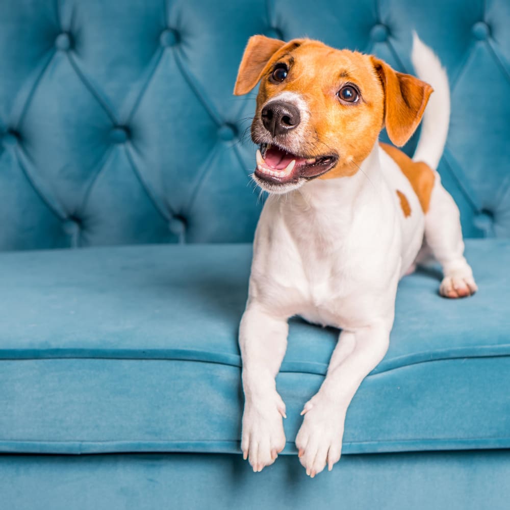 Adorable puppy sitting on a couch at The 450 pet friendly apartments in Lombard, Illinois