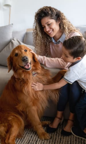 Resident Golden Retriever enjoying pets in their new living room at The Majestic at Hewitt in Hewitt, Texas