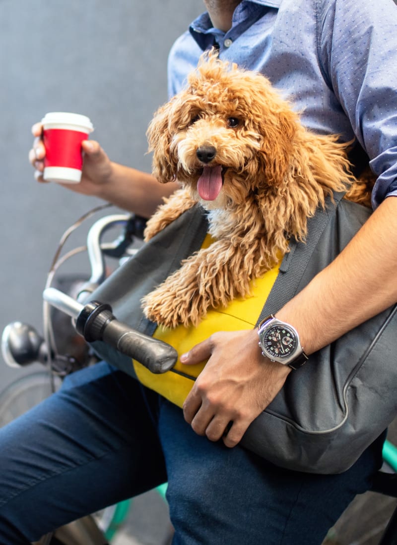 No pet weight limits at Marquis at Texas Street in Dallas, Texas