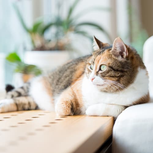 Cat laying down while looking out a window at Park Edge Apartments in Springfield, Massachusetts