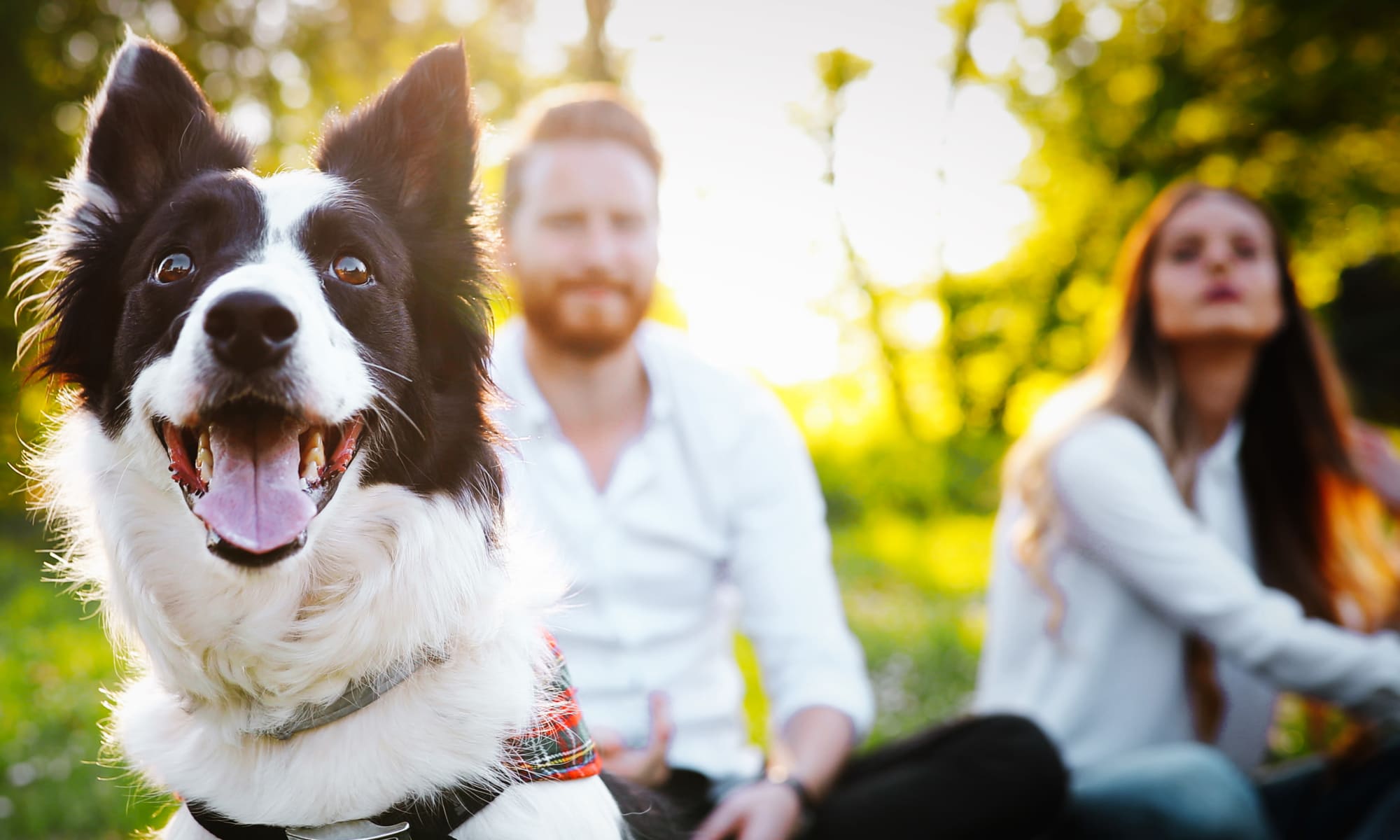 Pet-friendly apartments at Stone Crest in Mt Pleasant, Michigan