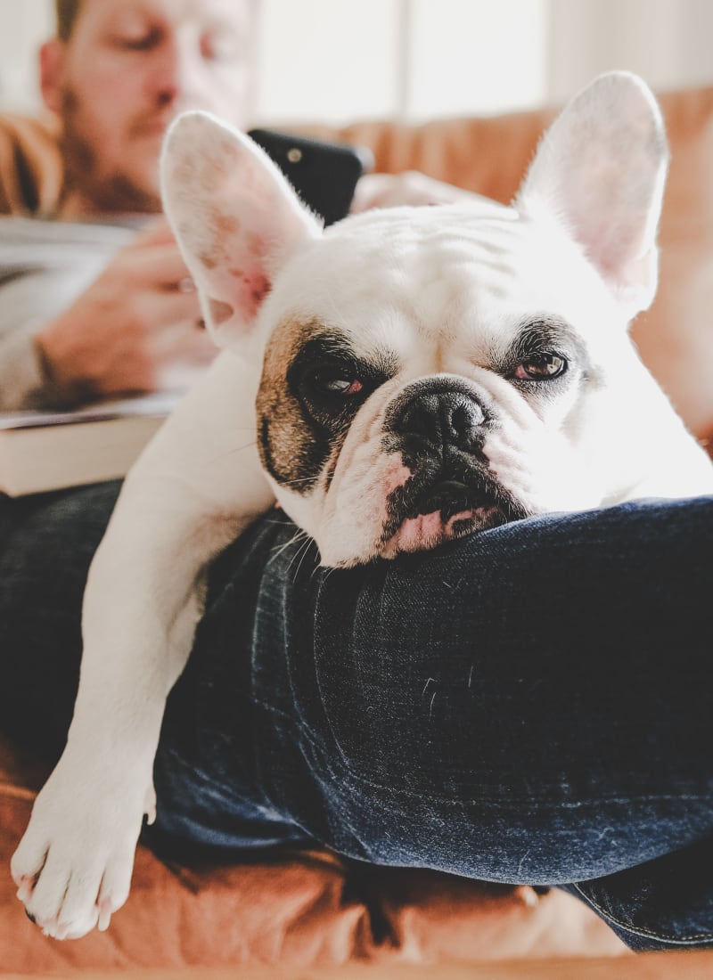 Two pets maximum per apartment at Marquis at Bellaire Ranch in Fort Worth, Texas