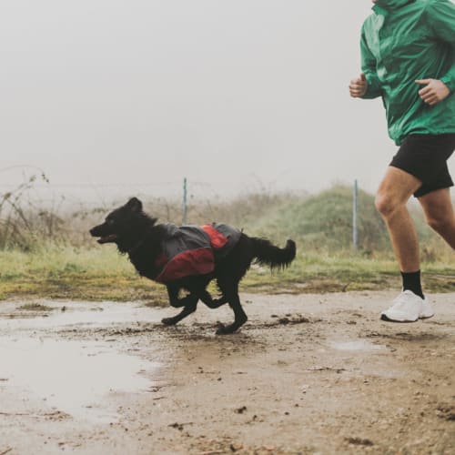 resident running outside in the rain with their dog at Copper Canyon in Twentynine Palms, California