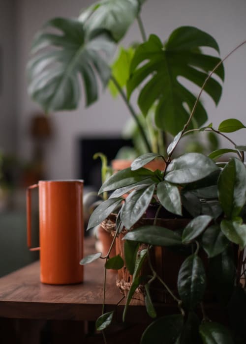 Plants on table at St. Johns Landing Apartments in Green Cove Springs, Florida