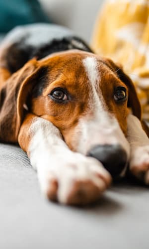 Resident dog laying on their couch at Highlands of Duncanville in Duncanville, Texas