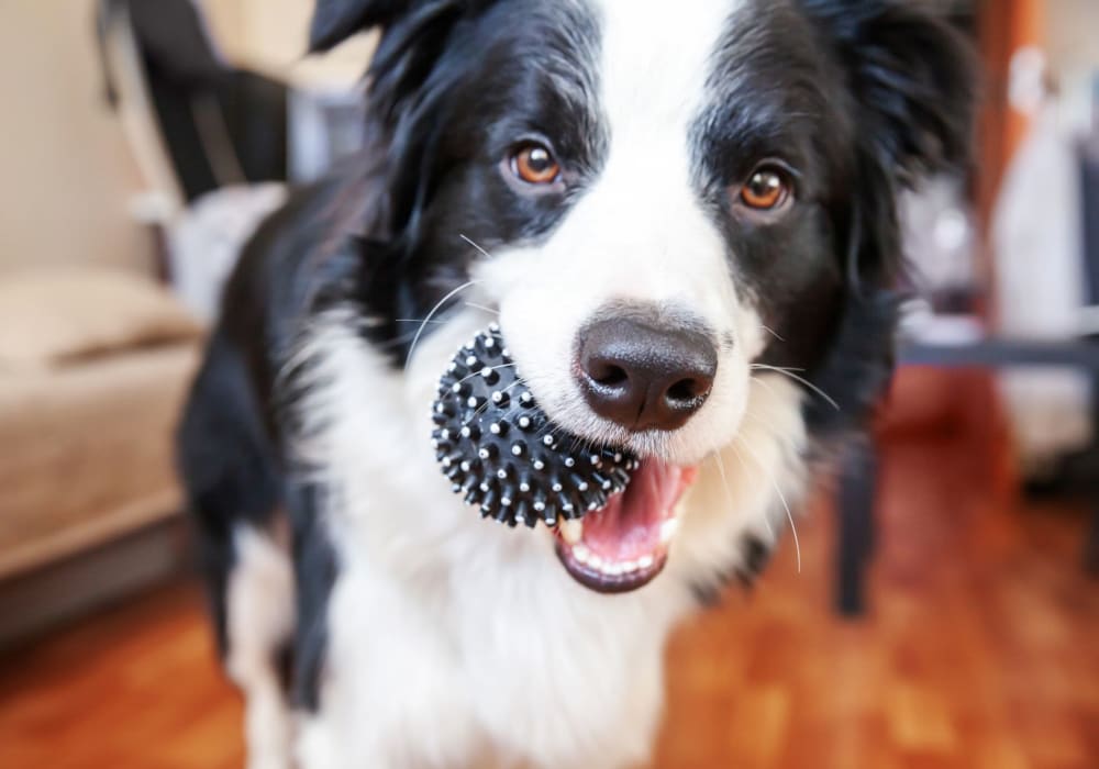 Dog ready to play fetch at The Sage Collection in Everett, Washington