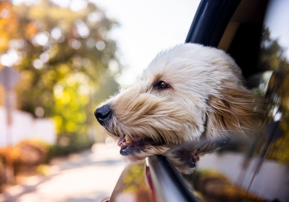 Dog riding with its head out the car window near The Sage Collection in Everett, Washington