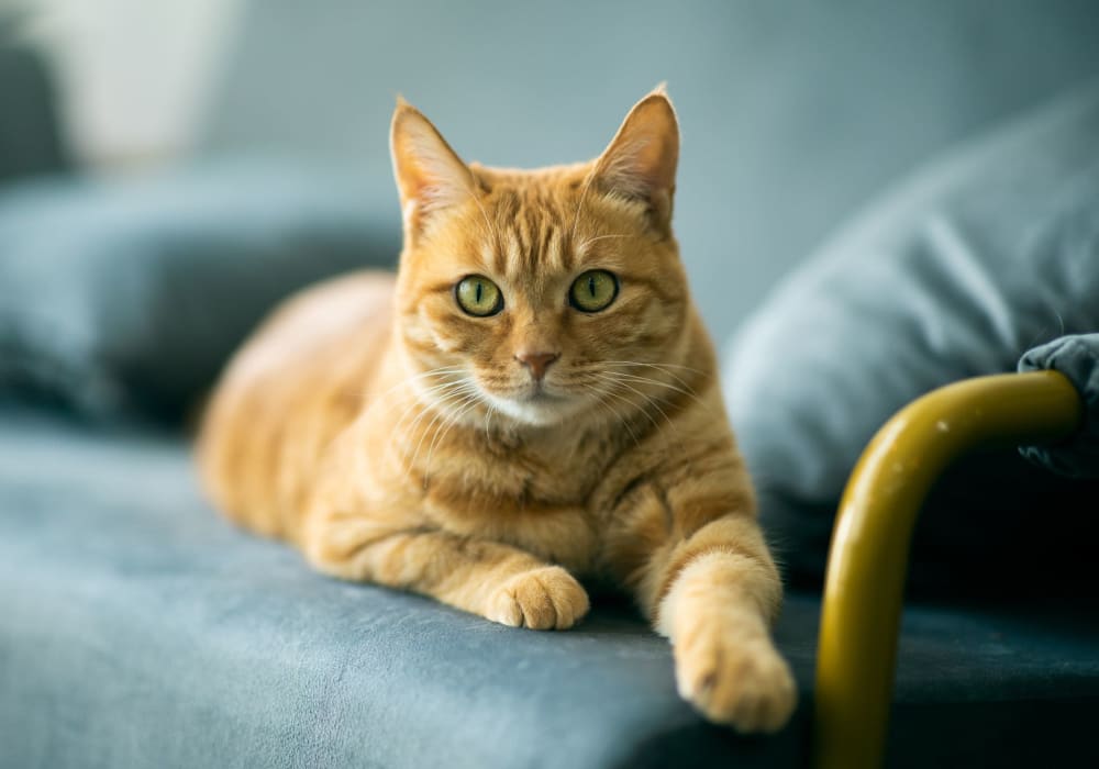 Resident cat at The Sage Collection in Everett, Washington