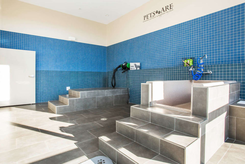 Pet washing and grooming stations at Marq Midtown 205 in Charlotte, North Carolina