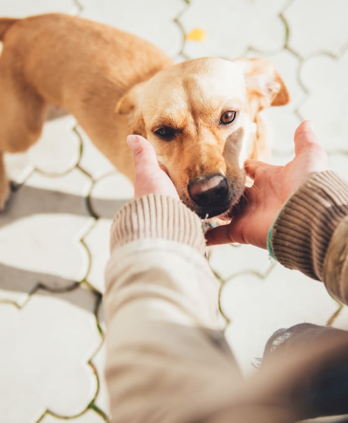 Highland Ridge Apartments are pet friendly